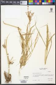 Image result for Panicum subalbidum