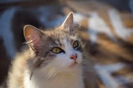 kokosol fur katzen verwendungen nebenwirkungen vorteile
