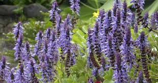 Verpissdich Pflanze Der Hunde Und Katzenschreck Pflanzen Lila Blumen Verpissdich