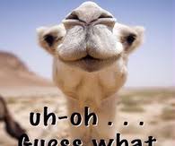 Before providing the answer, i would like to ask you a question? Hump Day Camel Pictures Photos Images And Pics For Facebook Tumblr Pinterest And Twitter