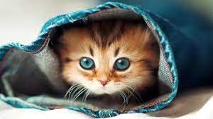 Kucing lucu , kumpulan video tik tok kucing lucu gemesin banget terbaru 2020 jangan lupa like, comment & subscribe ya. Kumpulan Video Kucing Lucu Home Facebook