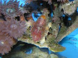 Image result for Crypsis