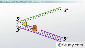 Dna Replication Review Of Enzymes Replication Bubbles Leading And Lagging Strands