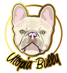 Bulldice french bulldog charlotte penning pulloxhill bedfordhsire. French English Bulldog Breeder In Barrie Ontario