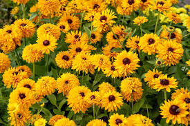 Image result for Rudbeckia Paradisio