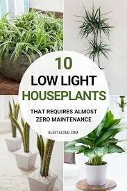 Check spelling or type a new query. 10 Low Light Houseplants You Won T Be Able To Kill