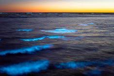 Volop zeevonk langs de westkust van nederland! 10 Ideeen Over Dieren Zeevonk Dieren Esthetische Fotografie Zee Fotografie