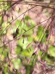 Image result for Eragrostis phyllacantha