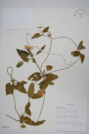 Image result for Asystasia hedbergii