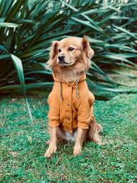2021 popular ranking keywords trends in men's clothing, toys & hobbies, home & garden, mother & kids with cachorro fisher and ranking keywords. Moletom Para Cachorro Mostarda Bendog