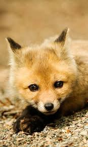 Pin On Fox