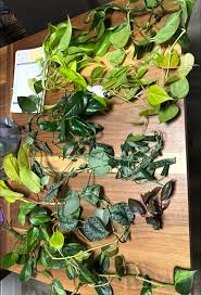 In need of help! I don't know what this little guy is, I repotted but is  not doing well..I don't know how to make him happy again!