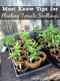 Use the same soil mix that you used to start your seeds. 5 Must Know Tips For Transplanting Tomato Plants
