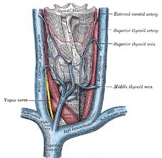 Drained by veins synonymous with the arteries of the face and scalp. The Veins Of The Neck Human Anatomy