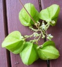 Image result for Cardiospermum grandiflorum