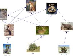 When all the food chains in an ecosystem are joined up together, they form a food web. Food Web Resolution Welcome Learn About A Coyote S Habitat And More