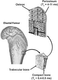 Soft tissue injuries are a pest regardless of how physically active you are — and they sometimes pop up unexpectedly and at the worst times. Magnetic Resonance Imaging Of Hard Tissues And Hard Tissue Engineered Bio Substitutes Springerlink