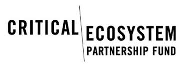 Image result for Commiphora fulvotomentosa