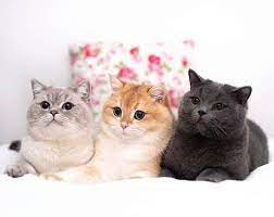 Tapi selain rasa sayang, kita juga harus mengetahui detail cara. Foto Kucing Lucu Dan Imut Posts Facebook