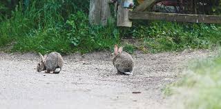 Make your garden less inviting to rabbits. Https Www Minotdailynews Com Life Living 2021 04 Protecting Your Vegetable Garden From Pesky Rabbits