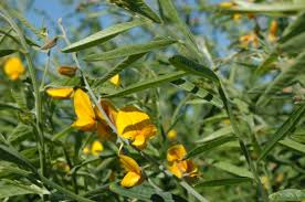 Image result for Crotalaria juncea