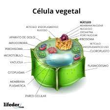 La célula vegetal partes, vital para la existencia, es la confirmación de la creación perfecta de la vida en el planeta tierra, espero hayas conseguido en éste artículo la información que buscabas. Celula Vegetal Caracteristicas Partes Funciones Ejemplos
