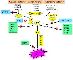 Image result for Complement Pathway