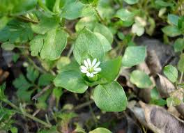 Image result for Stellaria