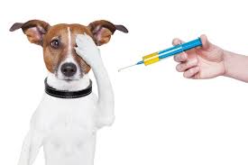 Teach your puppy to respect the other pets in your family. Vaccination Deworming Schedule For Your Dogs Dogspot In
