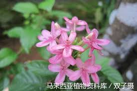 Image result for Ruspolia australis