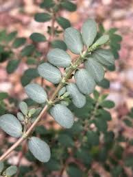 Image result for Euphorbia prostrata