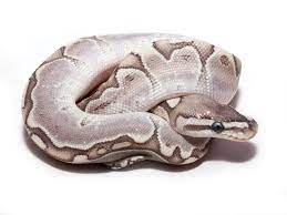 Bamboo Morph List World Of Ball Pythons Ball Python Pet Ball Python Pet Snake