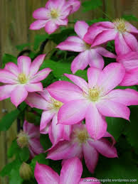 (clematis) pink climador™ clematis is unique in its ability to flower from early summer through fall. Clematis Sherry S Place