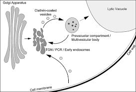 The diagram is very clear, and labeled; Organelle Identification And Characterization In Plant Cells Using A Combinational Approach Of Confocal Immunofluorescence And Electron Microscope Springerlink