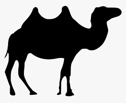 Dromedary bactrian camel , camel, camel png clipart. Camel Black And White Png Transparent Camel Clipart Png Png Download Kindpng