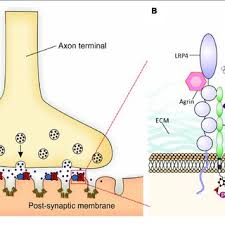Check spelling or type a new query. Pdf Neuromuscular Junction Impairment In Amyotrophic Lateral Sclerosis Reassessing The Role Of Acetylcholinesterase