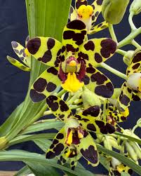 Image result for Angraecopsis amaniensis