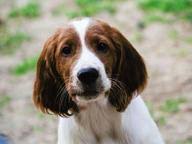 Image result for irský červenobílý setr