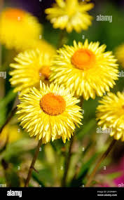 Image result for Helichrysum decorum