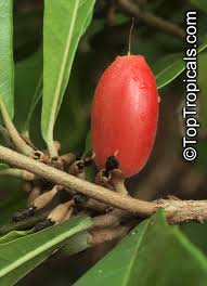 Image result for Synsepalum