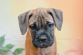 Handmade bullmastiff puppy birthday card dog bull mastiff fawn happy greetings. Bullmastiff Puppies Pet City Pet Shops