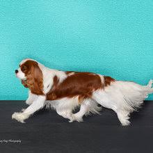 Recognized as one of the largest toy breeds and true to their heritage, these loyal and devoted pups make for the ultimate. Puppyfind Cavalier King Charles Spaniel Puppies For Sale