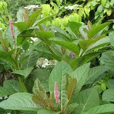 Image result for Erythrococca polyandra