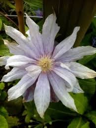 Maybe you would like to learn more about one of these? Clematis Jackmanii Alba Clematis Jackmanii Clematis Plants