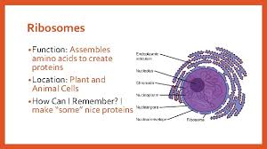 Check spelling or type a new query. Warmup Organelle Presentation Talk With Your Group About