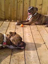 A week ago sunday new york city had a blackout and all nine television stations in the area went out for several hours. My Dog Killed My Other Dog Part 1