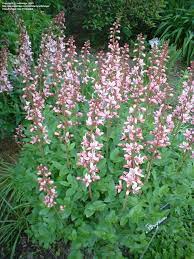 Plantfiles Pictures Gas Plant Burning Bush Dictamnus Albus 5 By Poppysue Plants Deer Resistant Plants Planting Flowers