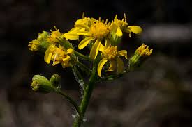 Image result for Senecio ruwenzoriensis