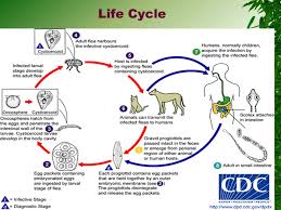 Each proglottid will eventually contain about a. Dipylidium Caninum Ppt Download