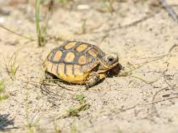 The species is native to the southeastern united states. Endangered Gopher Tortoise Lays Eggs In Florida Woman S Front Yard Reptiles Magazine